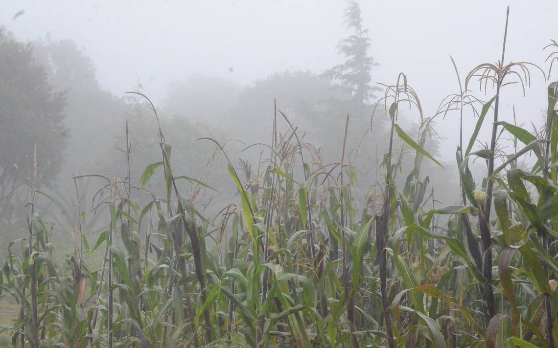 Lluvia mejora ánimo de productores El Sol de San Juan del Río